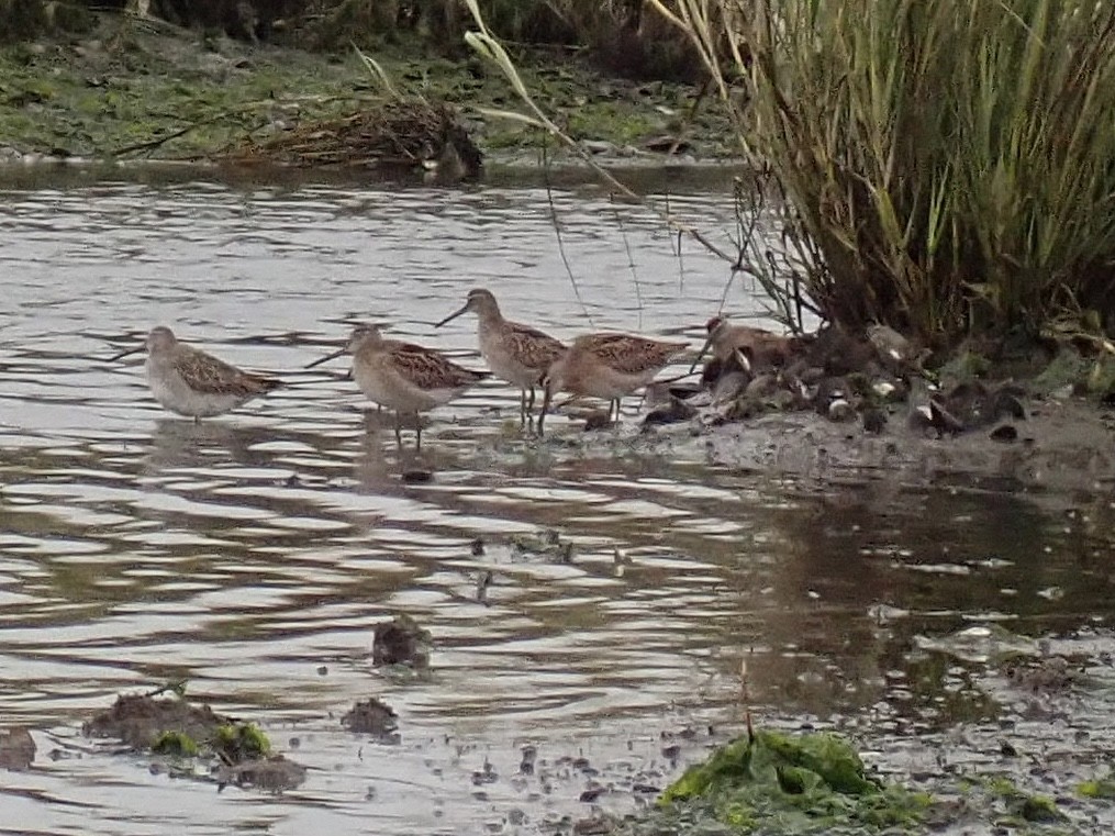 Short-billed Dowitcher - ML489111431