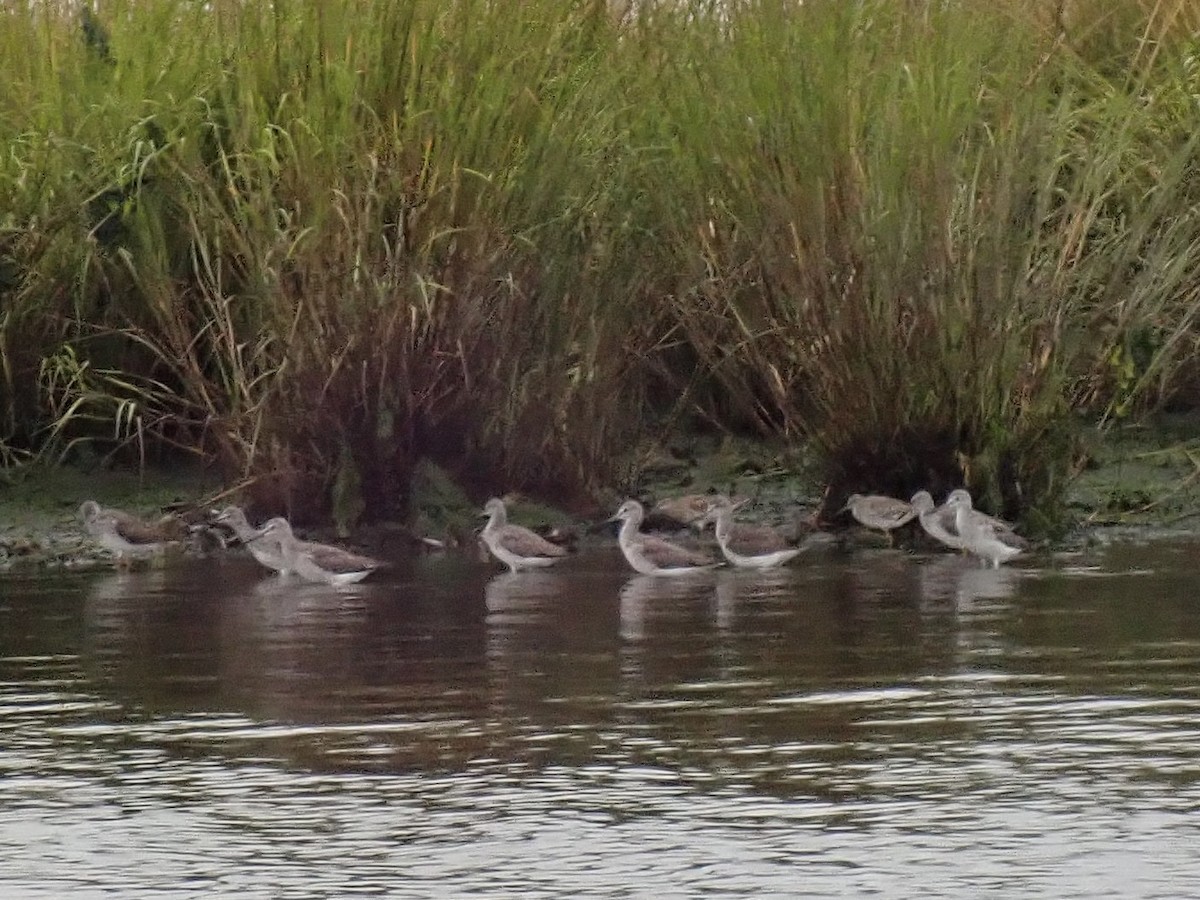 Greater Yellowlegs - ML489111811