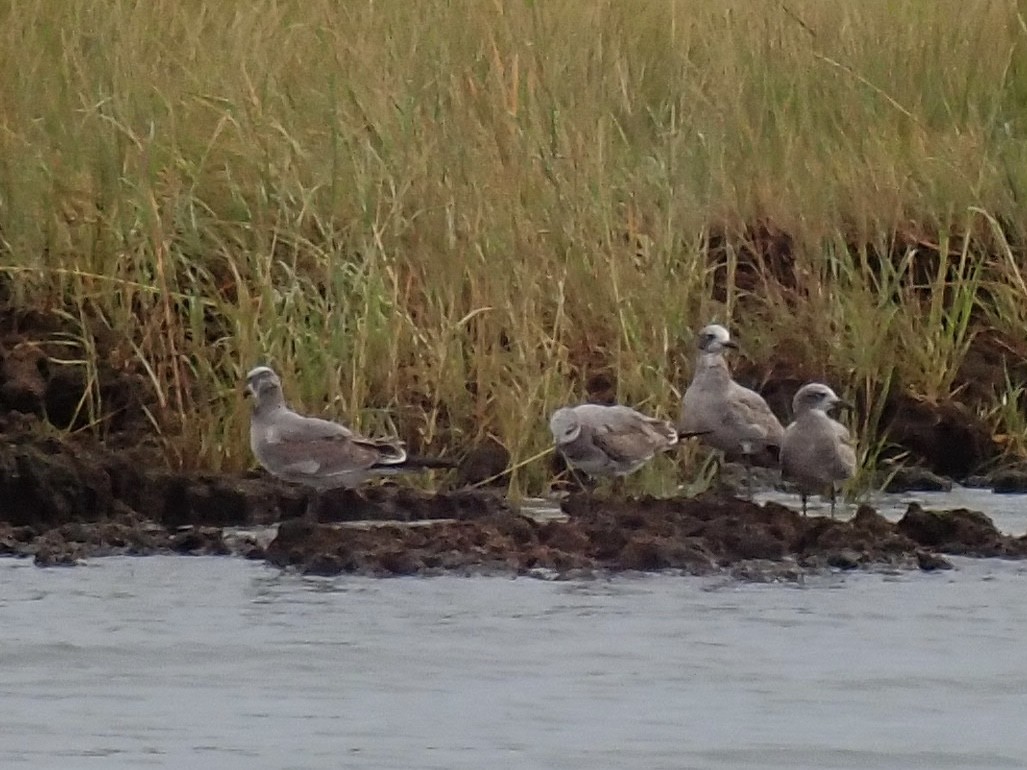 Laughing Gull - Louis DeMarco