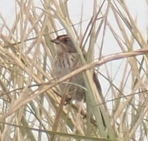 Saltmarsh Sparrow - ML489112721