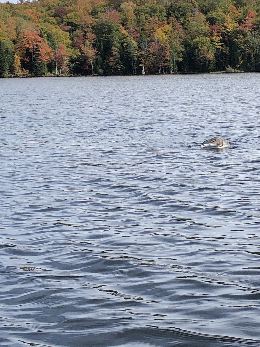 Common Loon - ML489112781