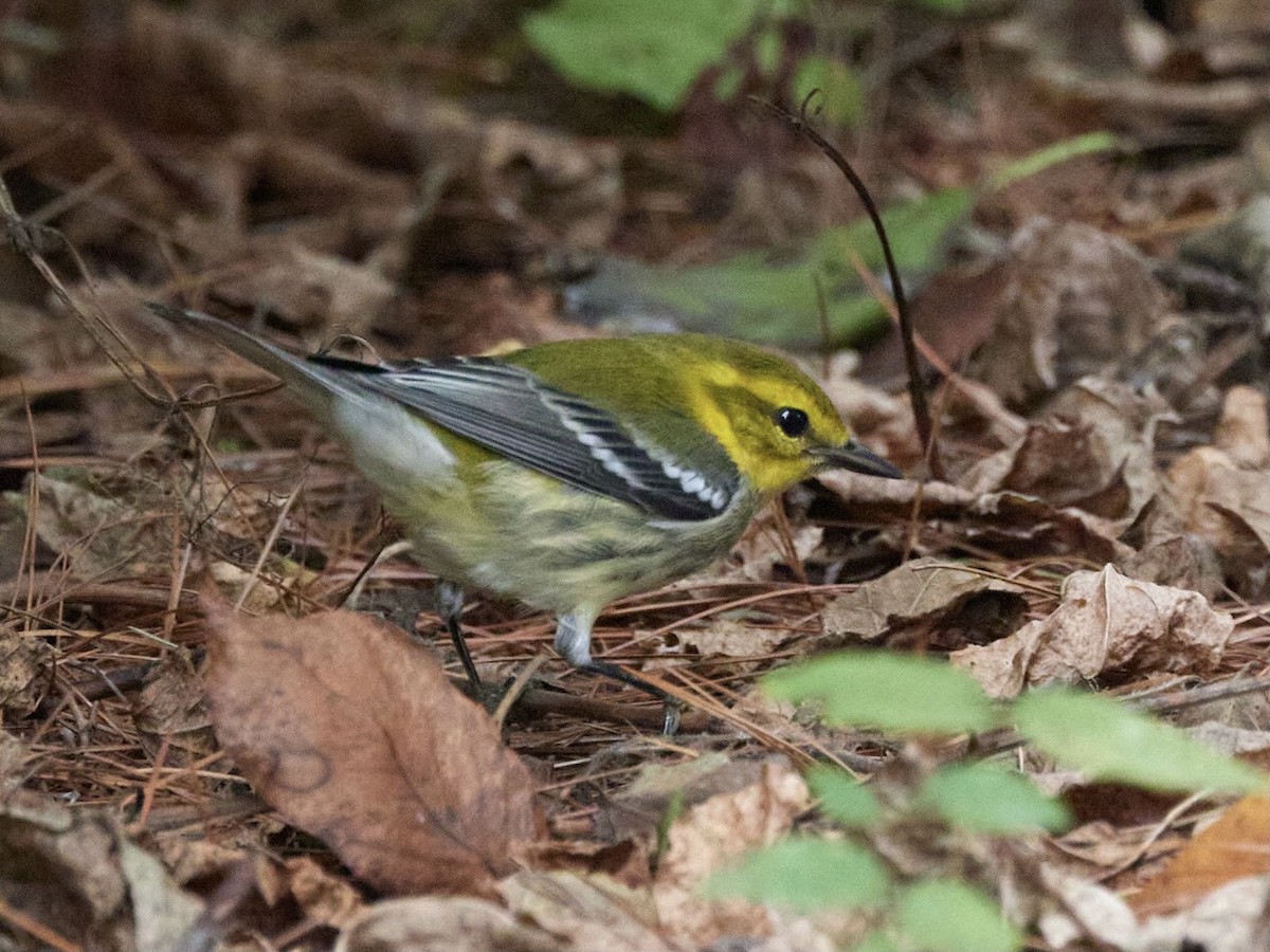 Black-throated Green Warbler - ML489113531