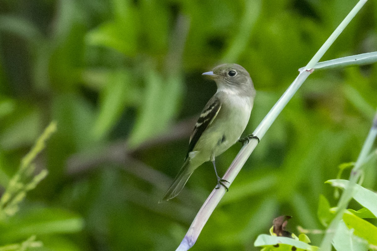 Willow Flycatcher - John Cahill xikanel.com