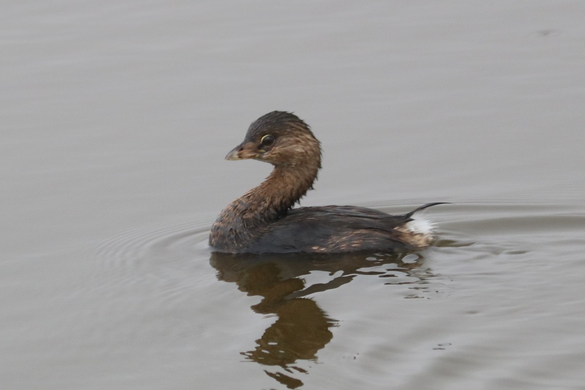 Pied-billed Grebe - ML489114151