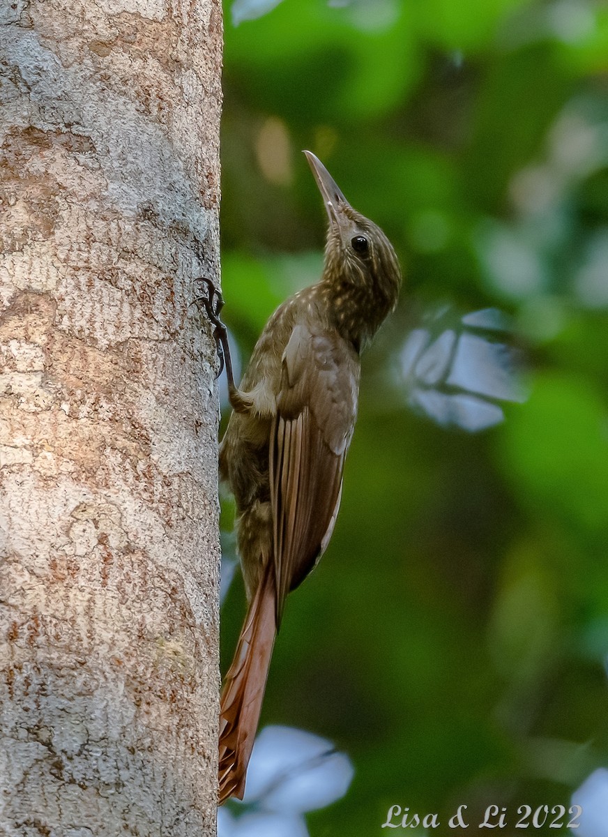 Long-tailed Woodcreeper (Southern) - ML489114461