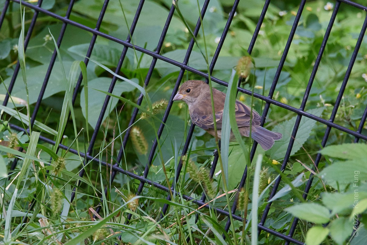 Indigo Bunting - ML489114821