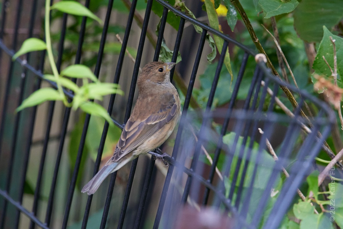 Indigo Bunting - ML489115151