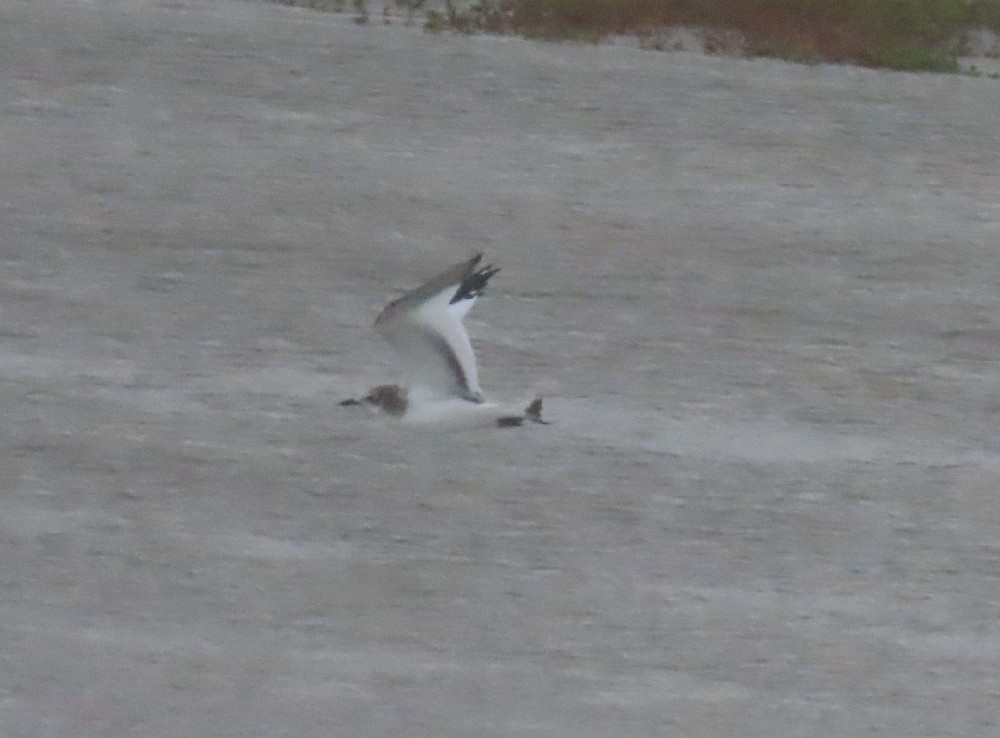 Sabine's Gull - Sam Cooper