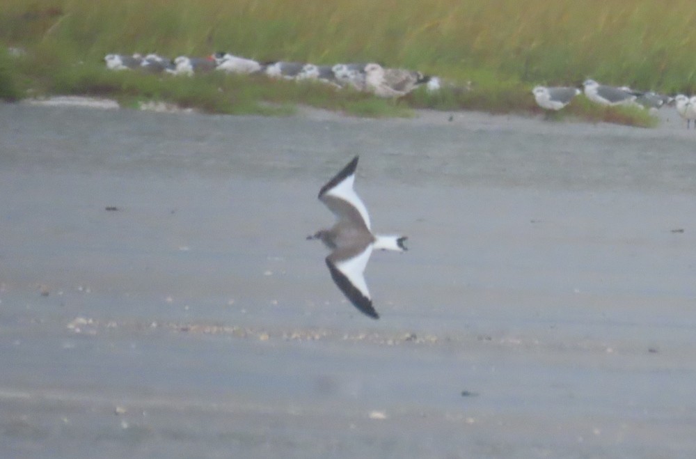 Sabine's Gull - ML489115581