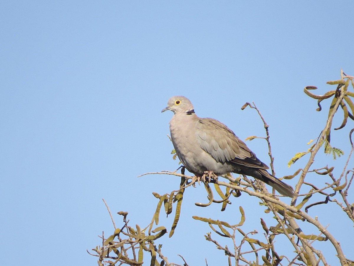 Burmese Collared-Dove - ML48911561