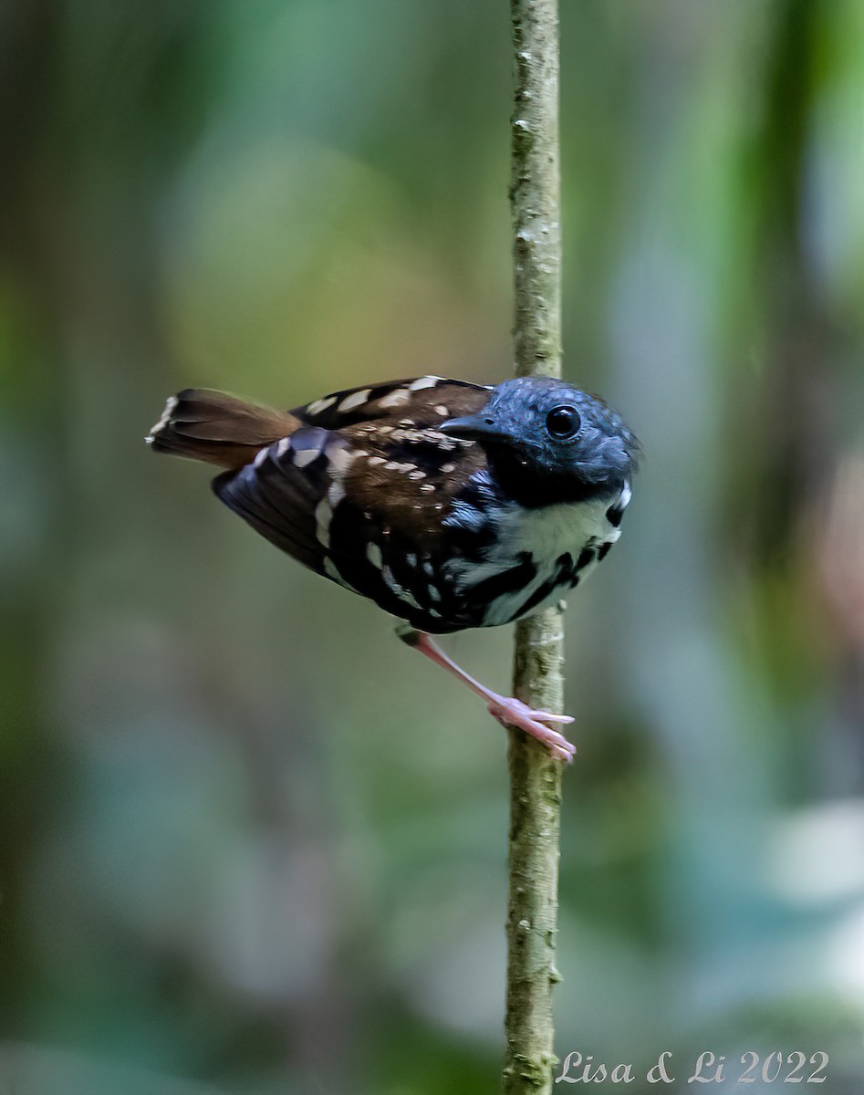 Spot-backed Antbird - Lisa & Li Li