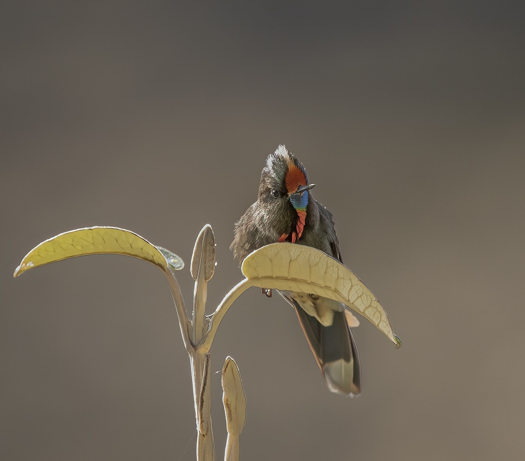 Rainbow-bearded Thornbill - ML489115931