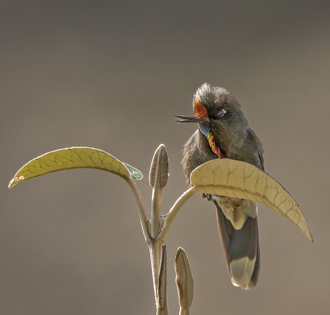 Rainbow-bearded Thornbill - ML489115971