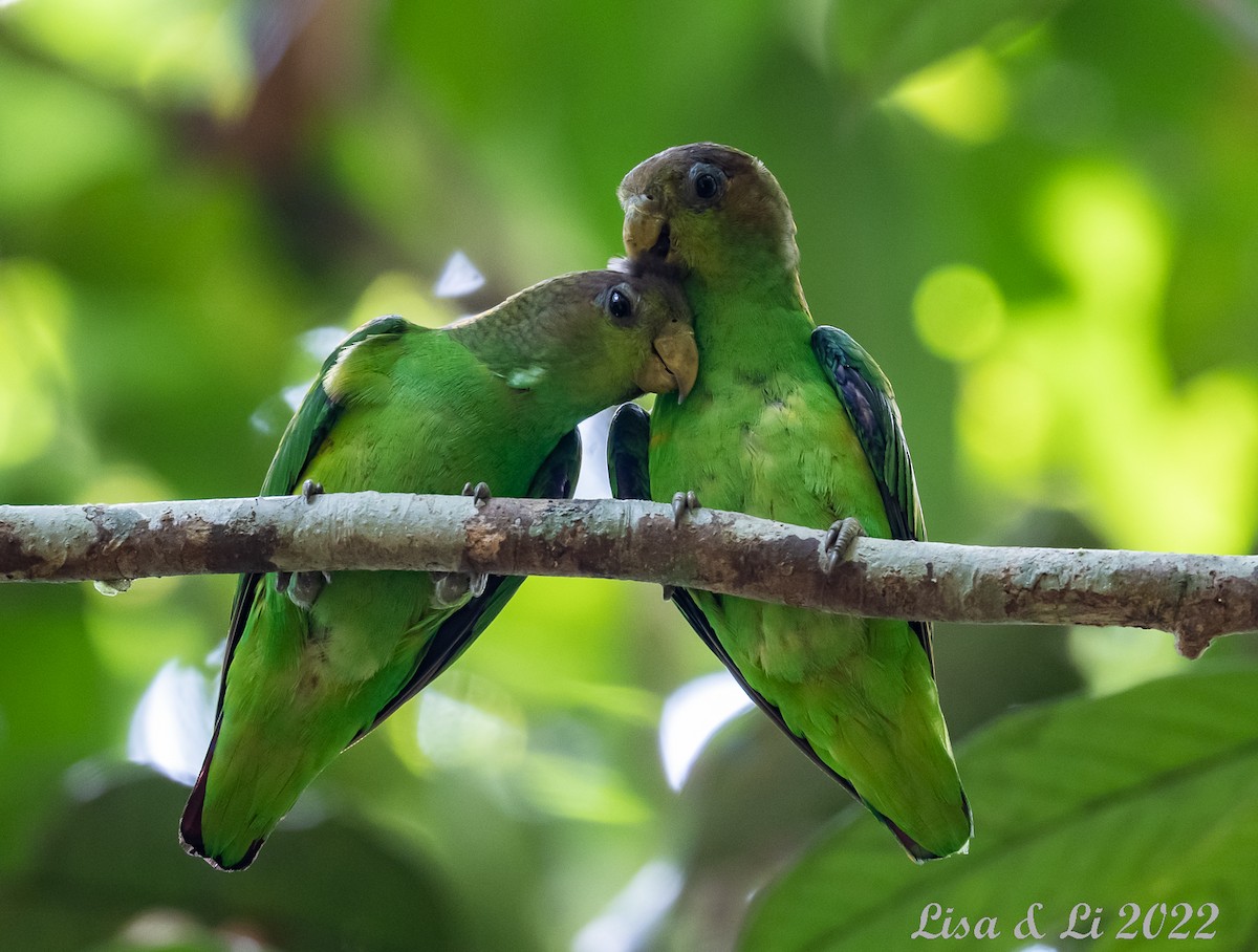 Sapphire-rumped Parrotlet - ML489116111