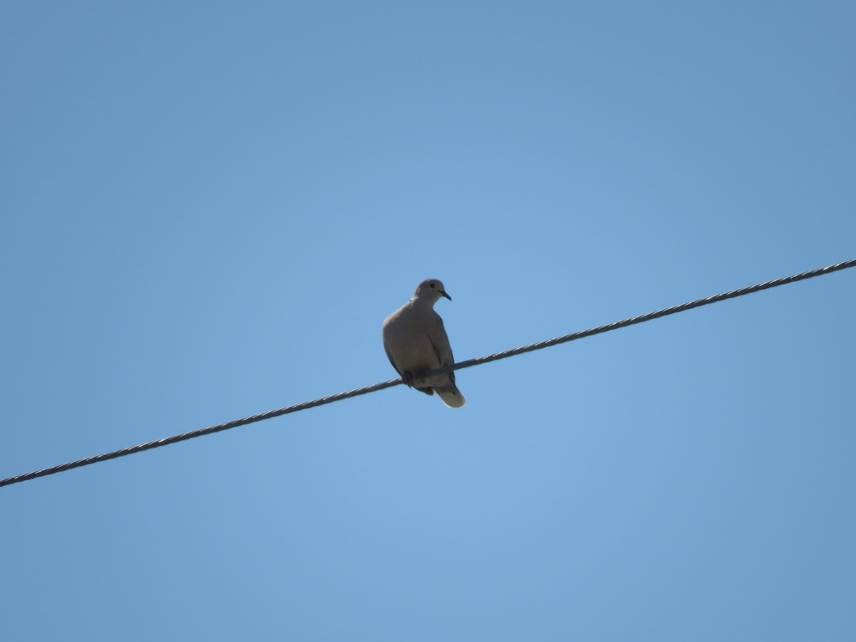 Eurasian Collared-Dove - ML489116251