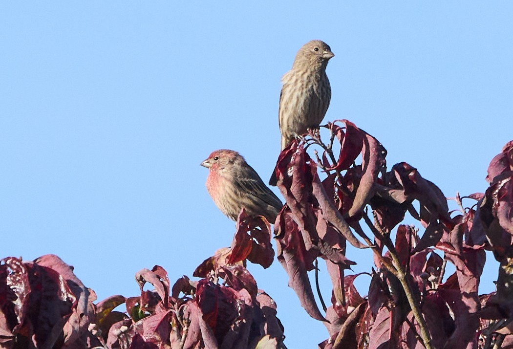 House Finch - Abby Sesselberg