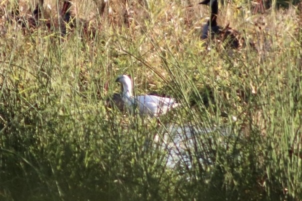 Ross's Goose - ML489117081