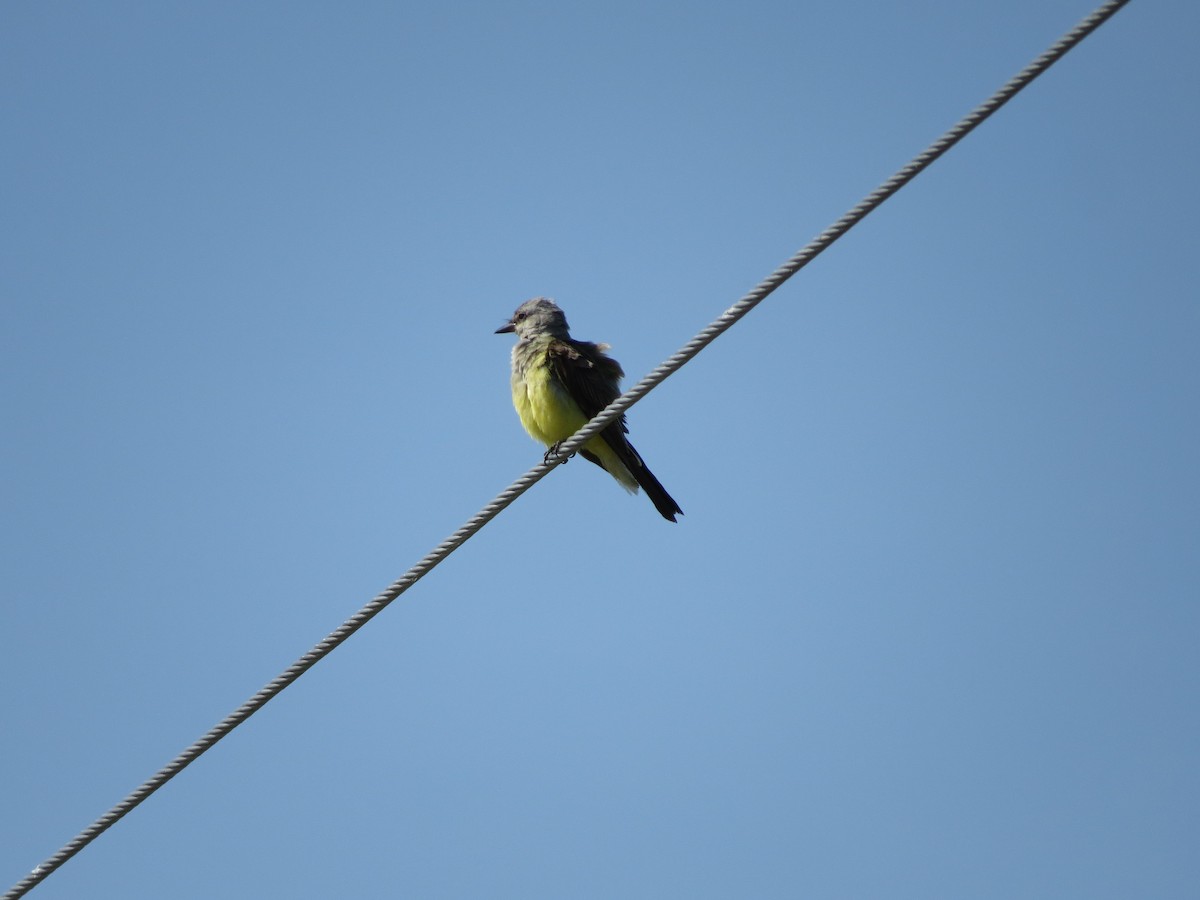 Western Kingbird - ML489117621