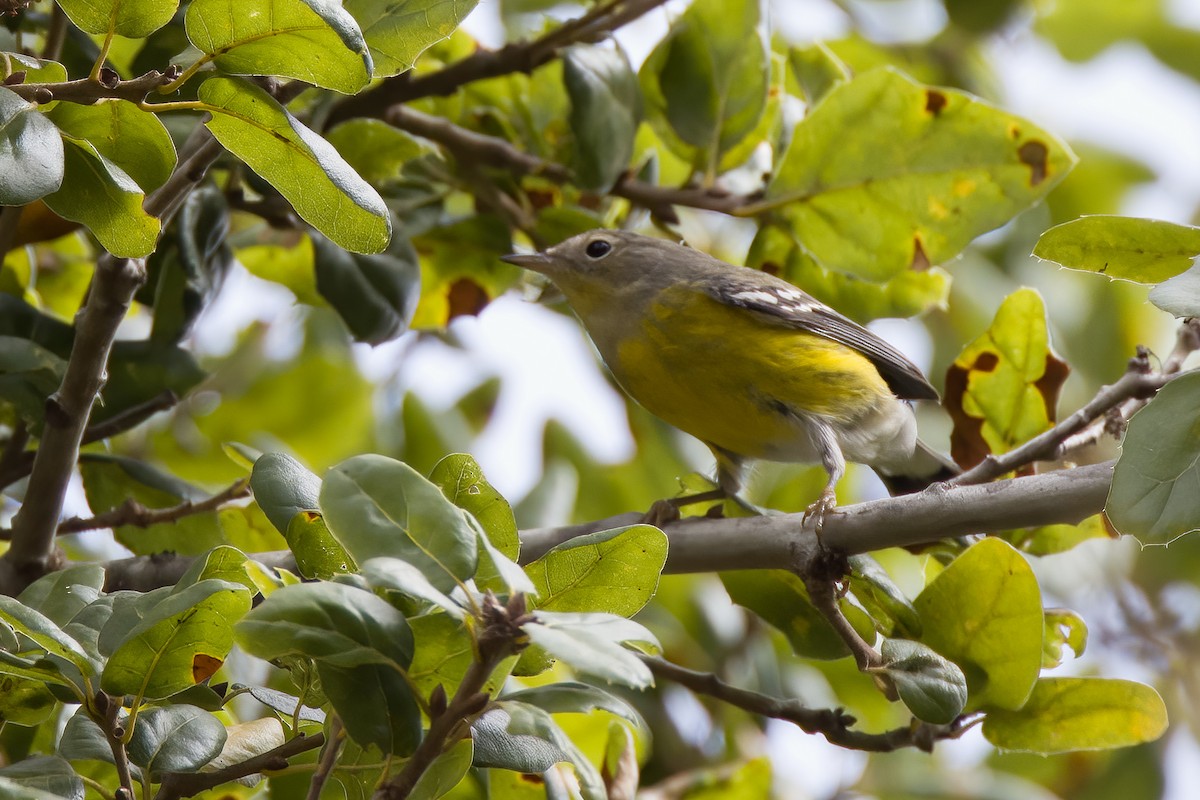 Magnolia Warbler - John Callender