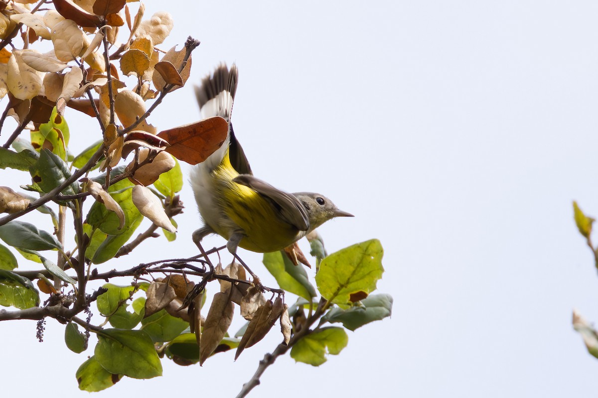 Magnolia Warbler - ML489119281