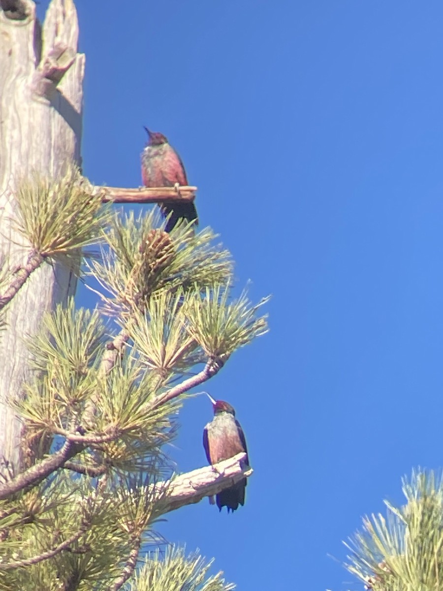 Lewis's Woodpecker - ML489119391