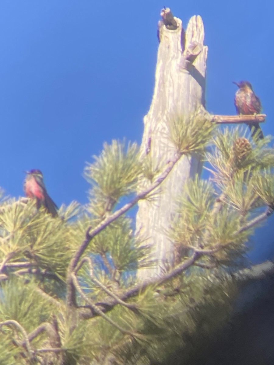 Lewis's Woodpecker - ML489119401