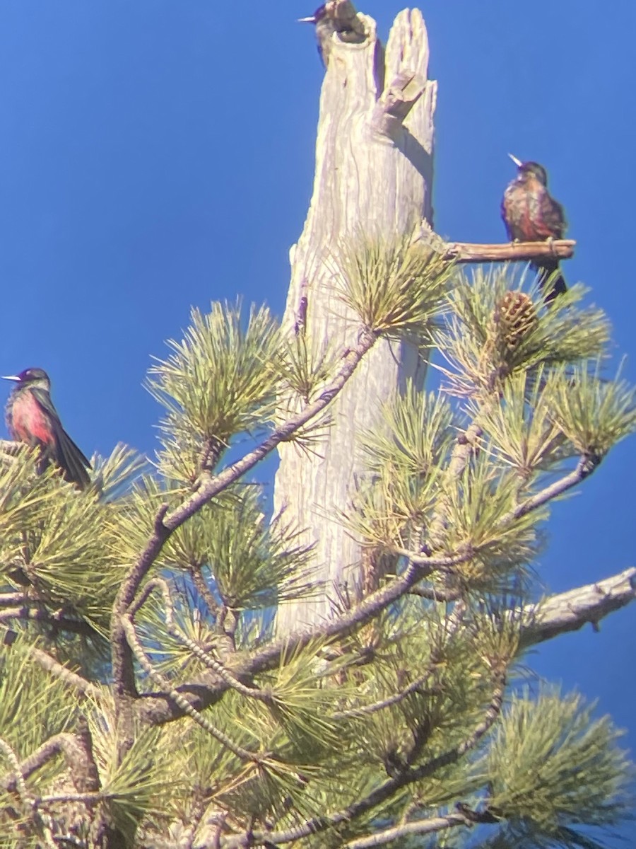 Lewis's Woodpecker - Tori Fay