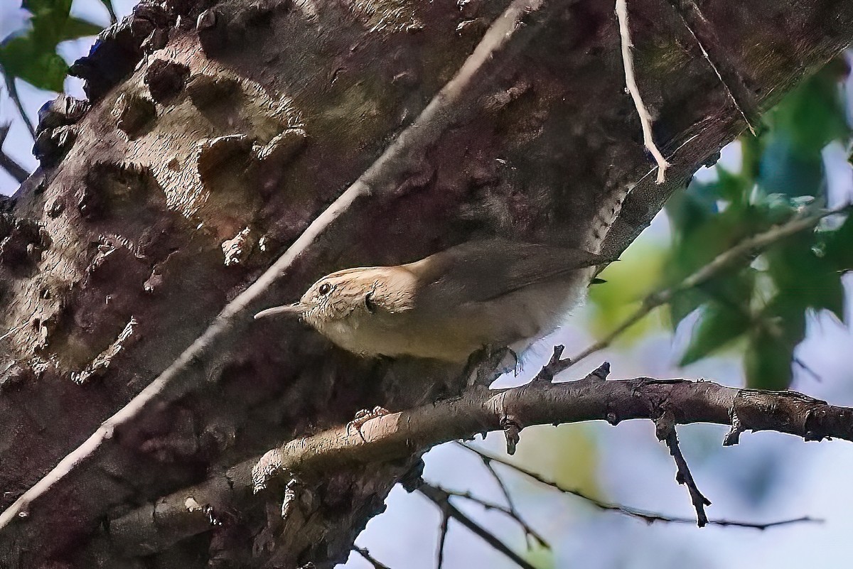 Bewick's Wren - ML489120531