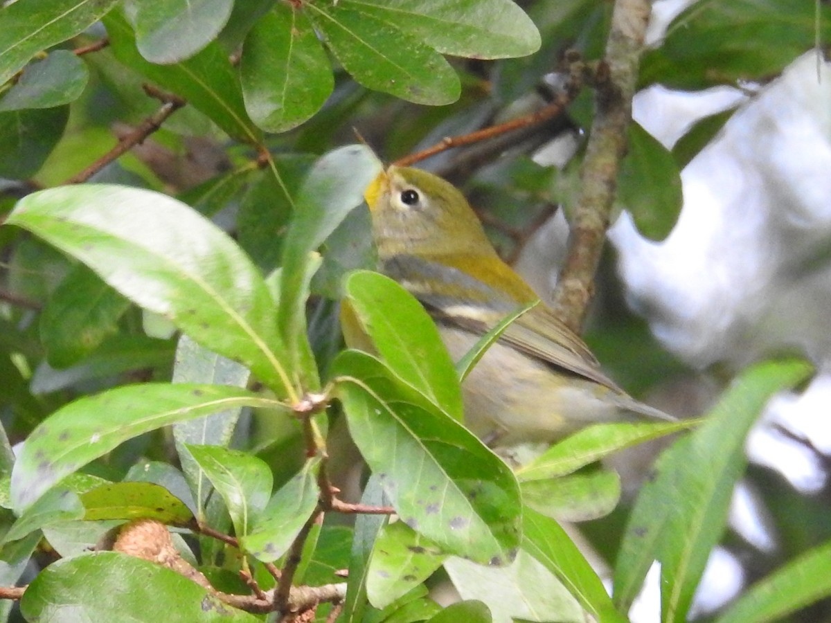 Northern Parula - ML489121501