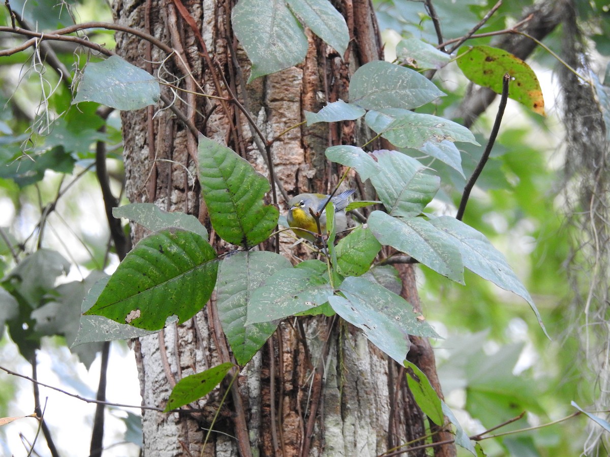 Northern Parula - ML489121511