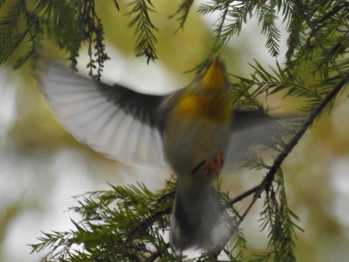 Northern Parula - ML489121541