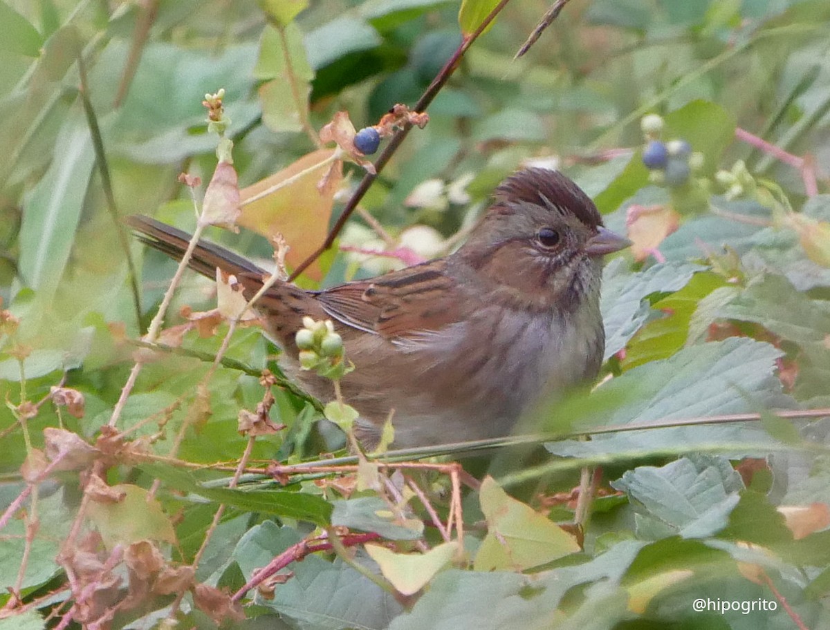 Swamp Sparrow - ML489121561