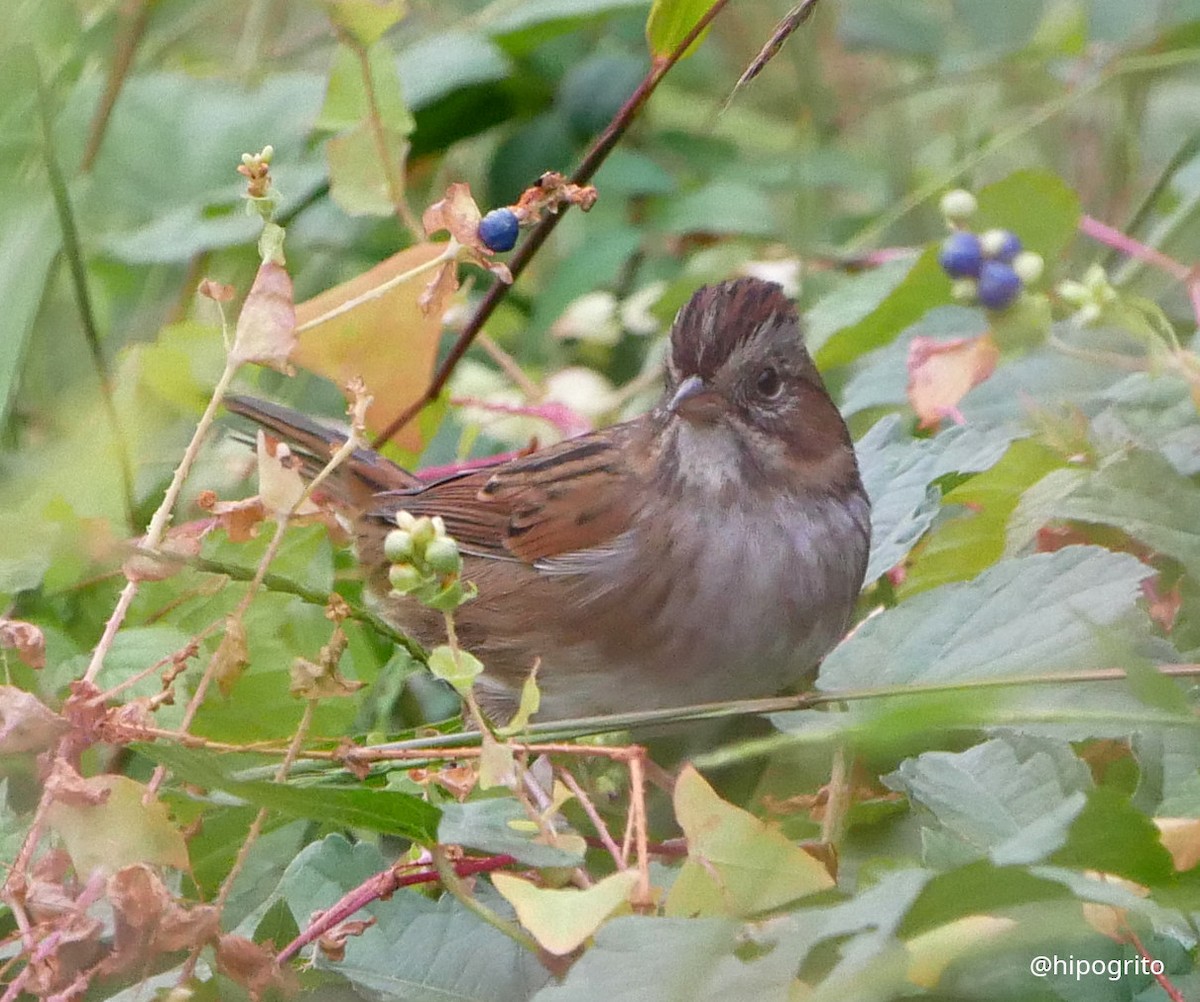 Swamp Sparrow - ML489121571