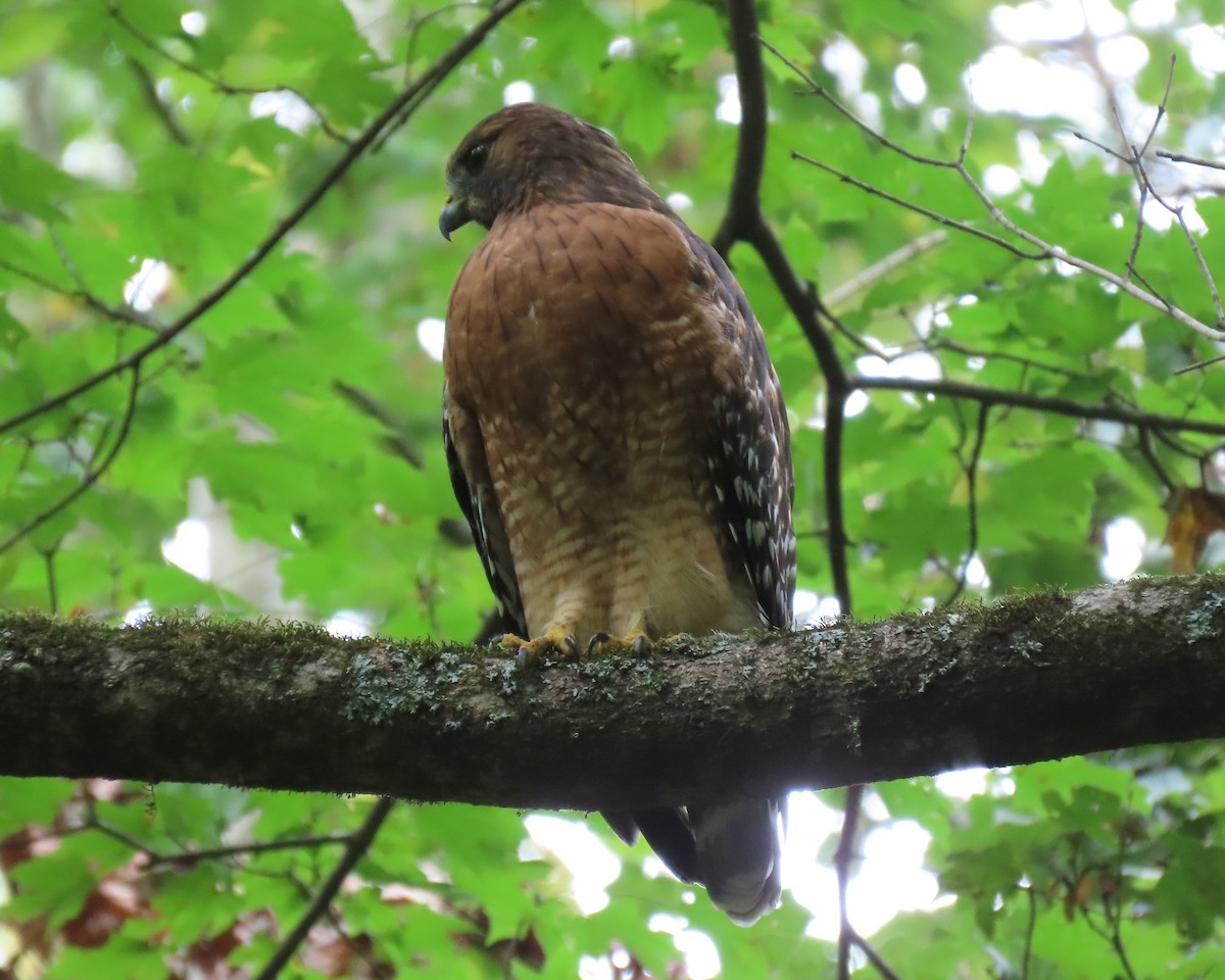 Red-shouldered Hawk - ML489122211