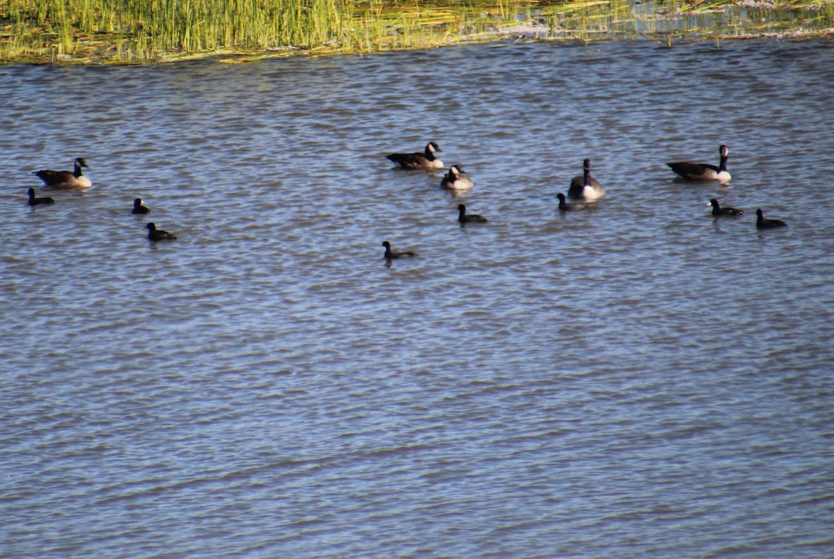 American Coot - ML489122571