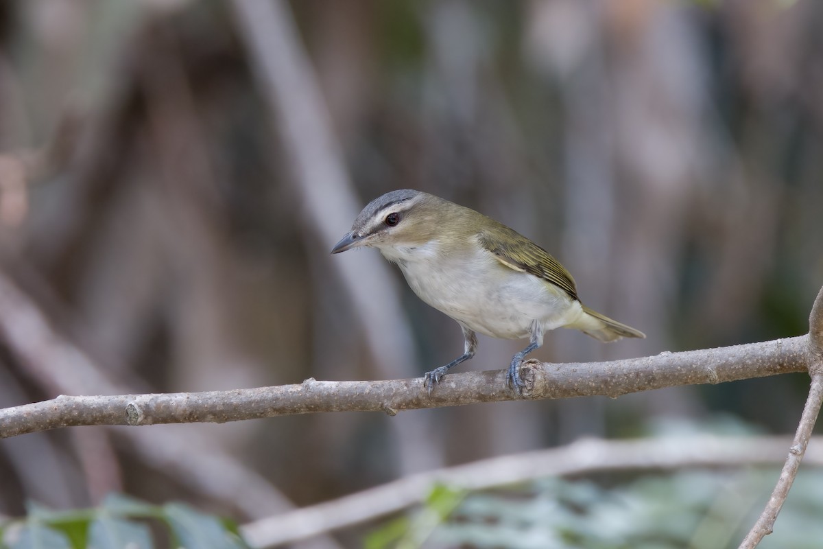 Red-eyed Vireo - ML489122821
