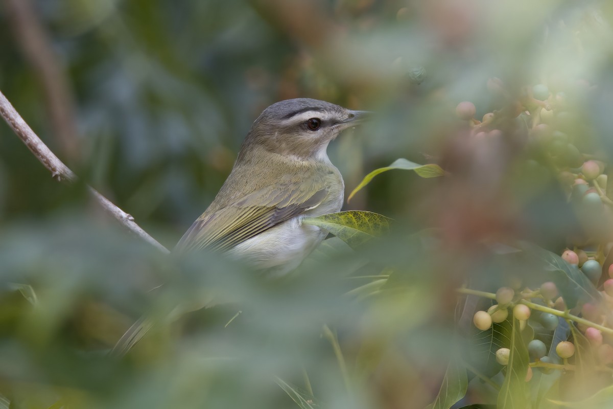 Red-eyed Vireo - ML489122921