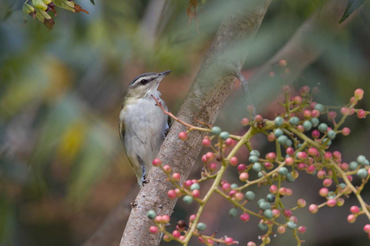 Red-eyed Vireo - ML489122941