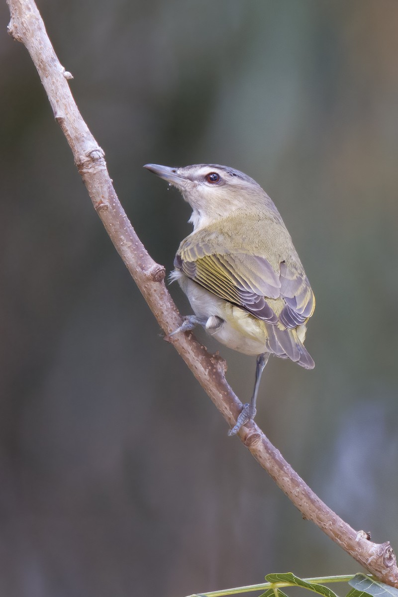 Red-eyed Vireo - ML489122951