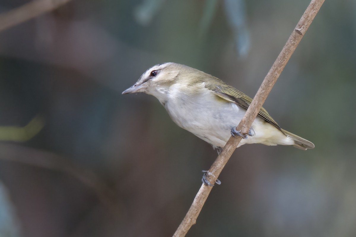 Red-eyed Vireo - ML489123131