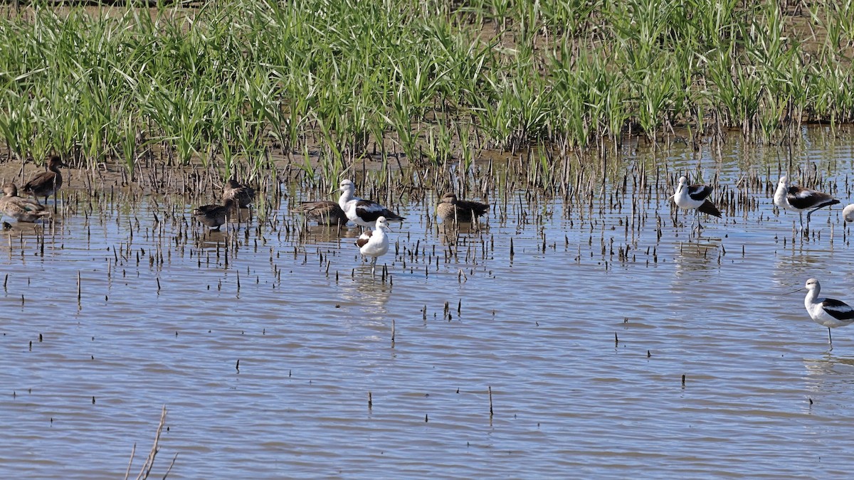 American Avocet - ML489125141