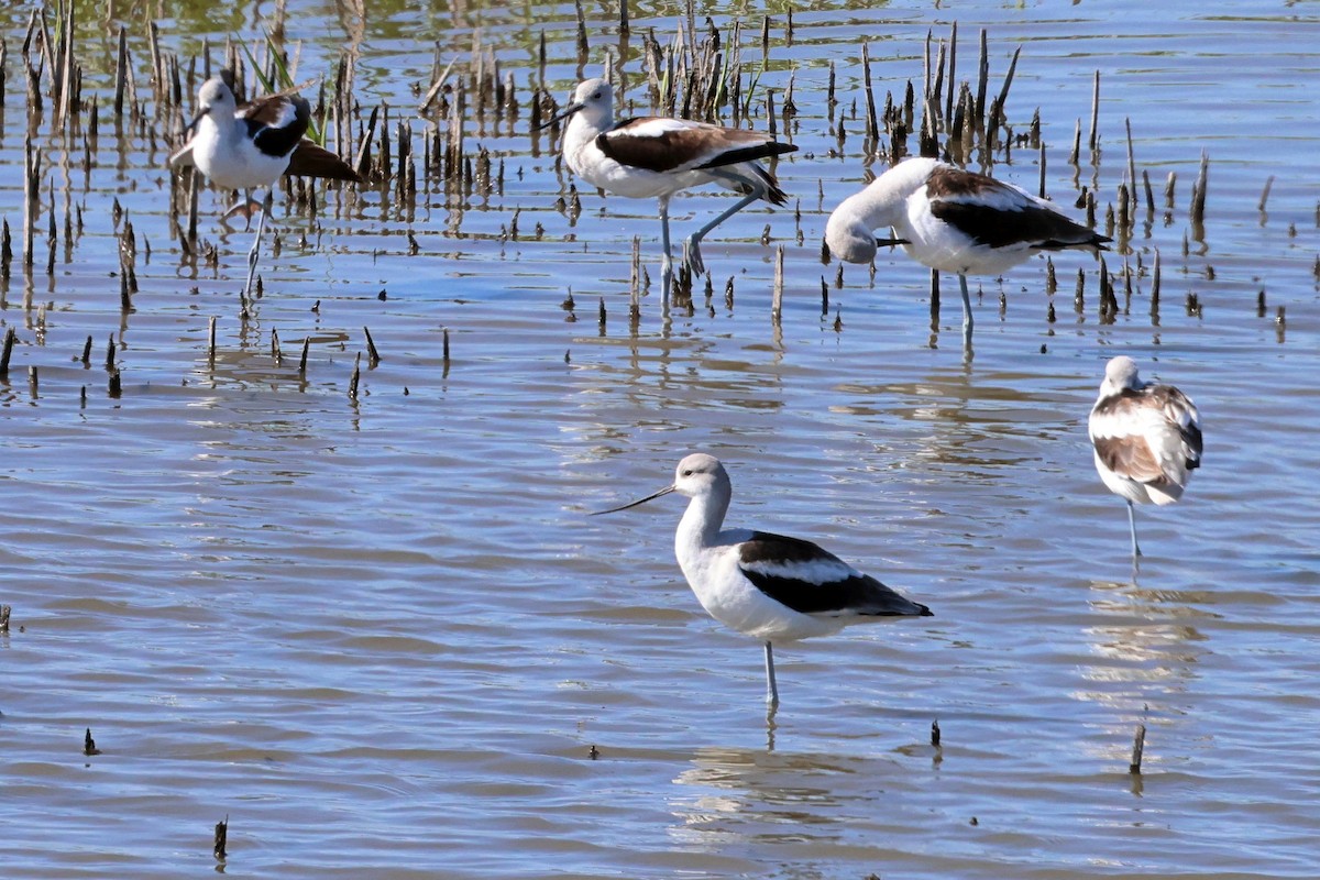 American Avocet - ML489125151