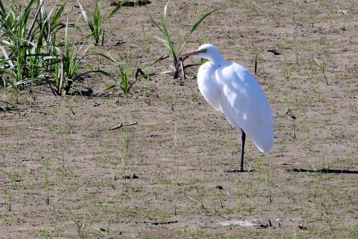 Great Egret - ML489125231