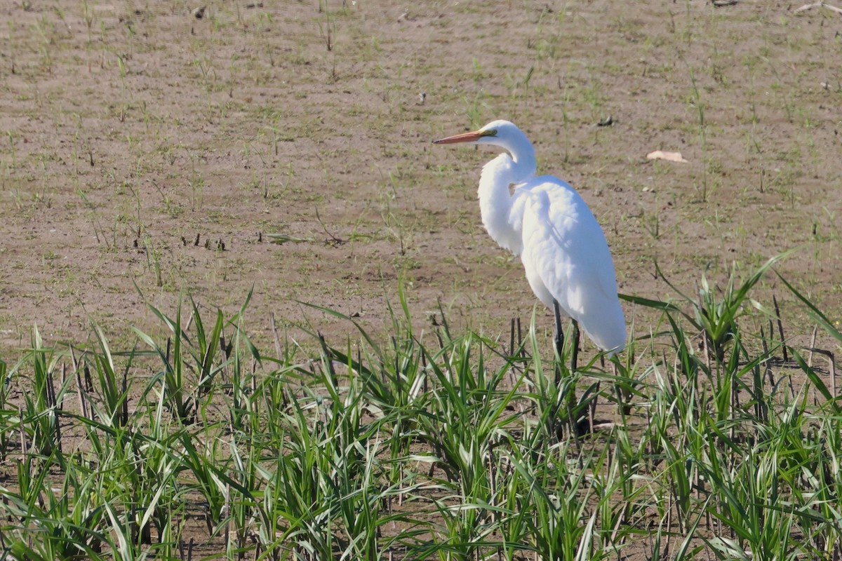 Great Egret - ML489125241