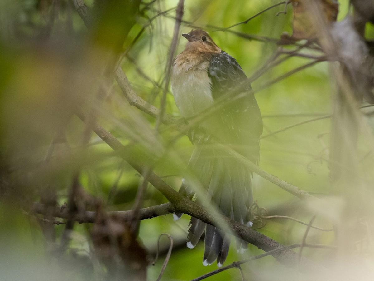 Pavonine Cuckoo - ML489125431