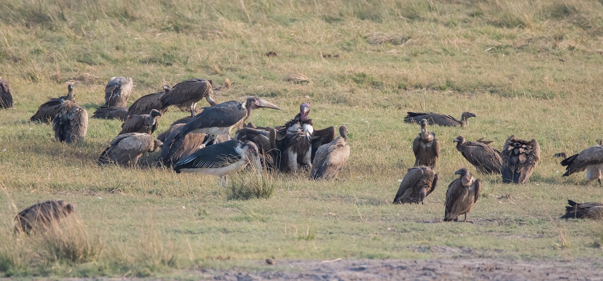 White-backed Vulture - ML489126731