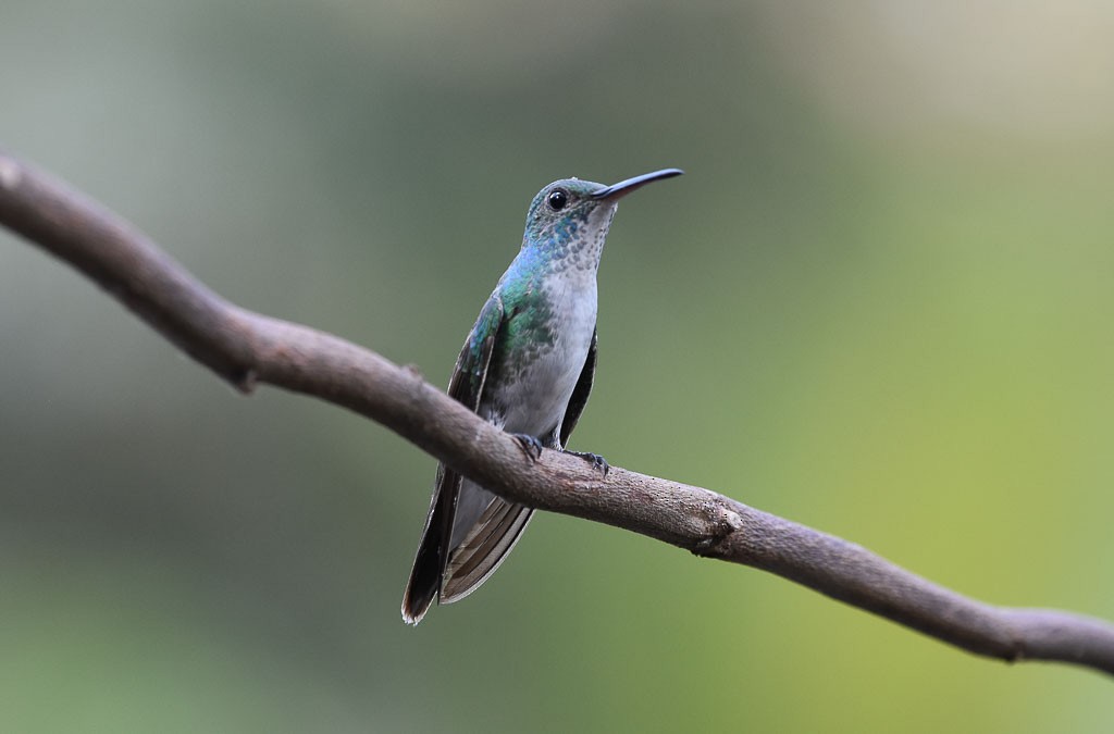 Mangrove Hummingbird - ML48912681