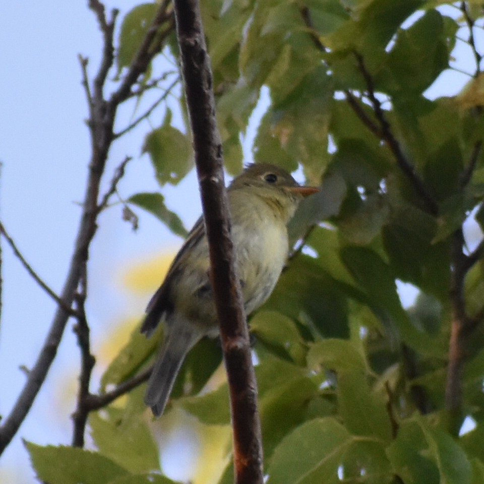 Yellow-bellied Flycatcher - ML489127081