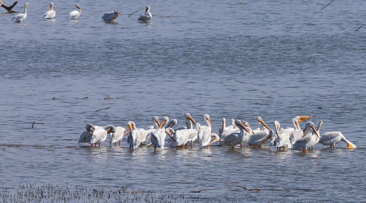 American White Pelican - ML489128901