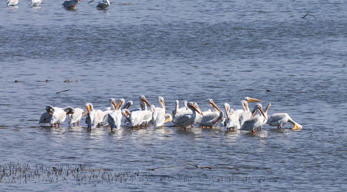 American White Pelican - ML489128911
